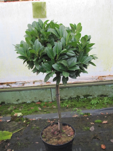 Prunus laurocerasus Piri Stamm 40